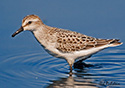 Calidris pusilla